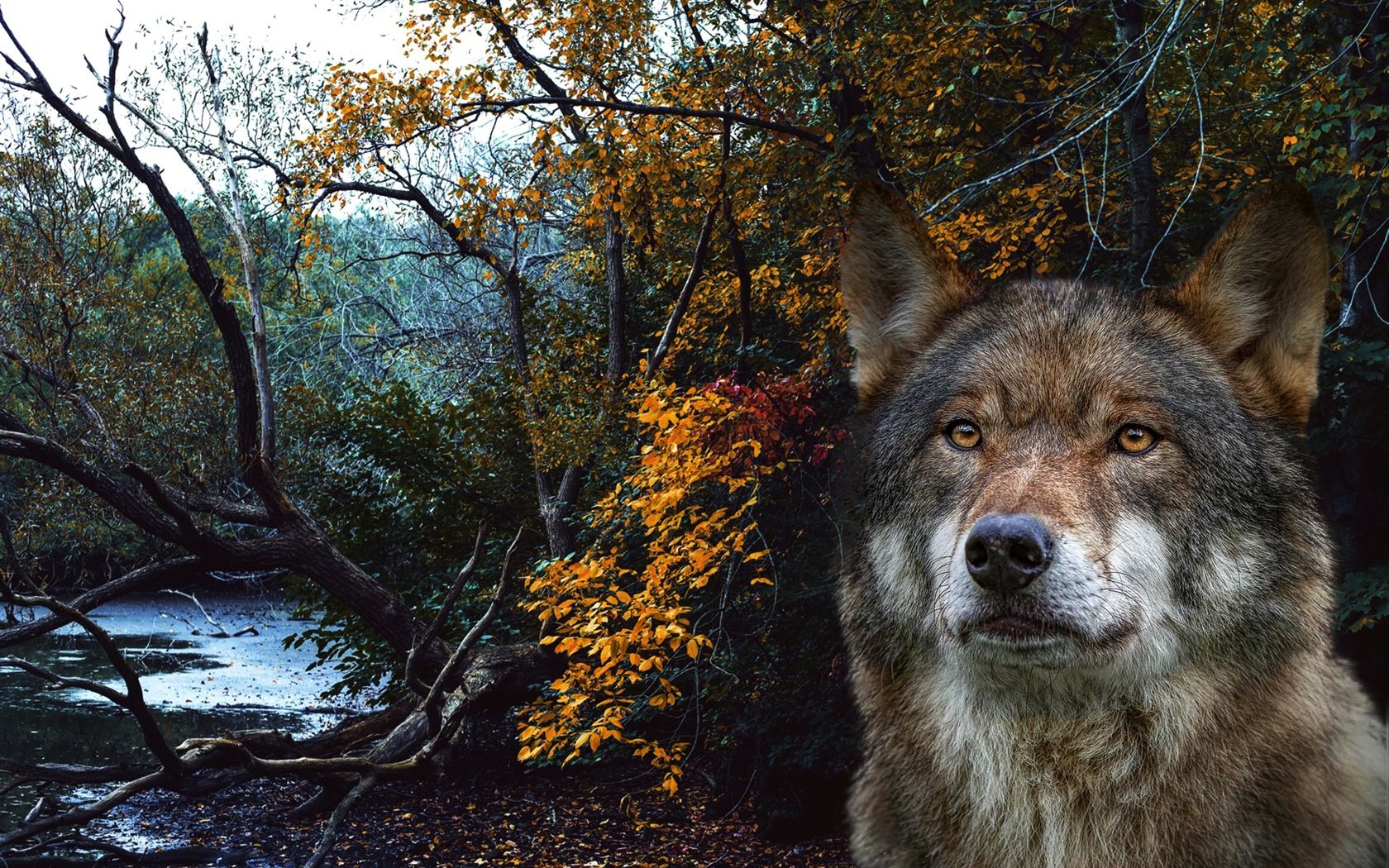 Обои морда, лес, портрет, рендеринг, волк, face, forest, portrait, rendering, wolf разрешение 2560x1825 Загрузить