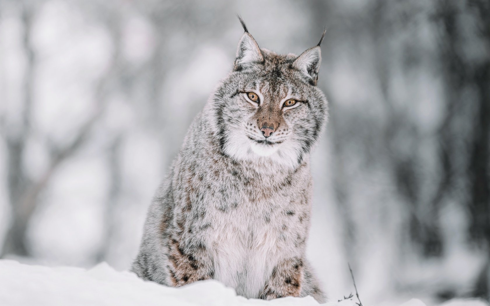 Обои морда, снег, лес, зима, рысь, взгляд, сидит, боке, face, snow, forest, winter, lynx, look, sitting, bokeh разрешение 7999x5820 Загрузить