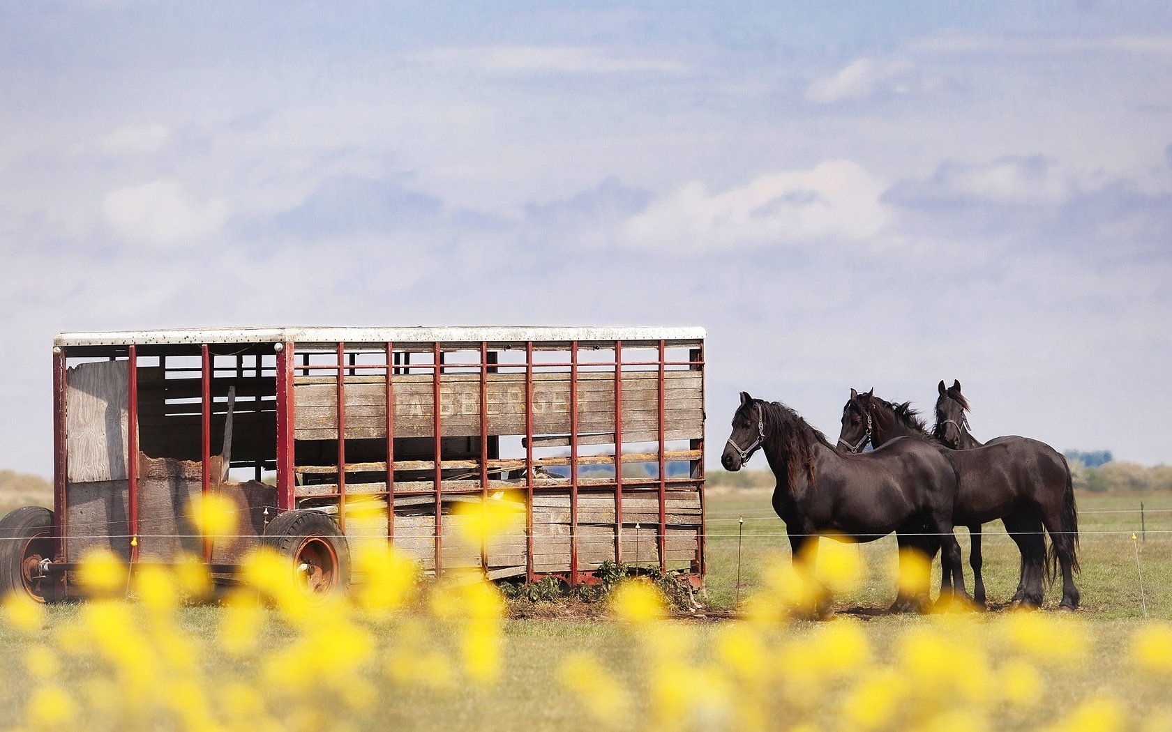 Обои небо, лошади, кони, телега, the sky, horse, horses, cart разрешение 3840x2160 Загрузить