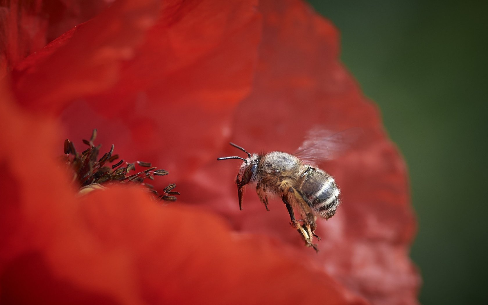 Обои природа, цветок, пчела, nature, flower, bee разрешение 2048x1366 Загрузить