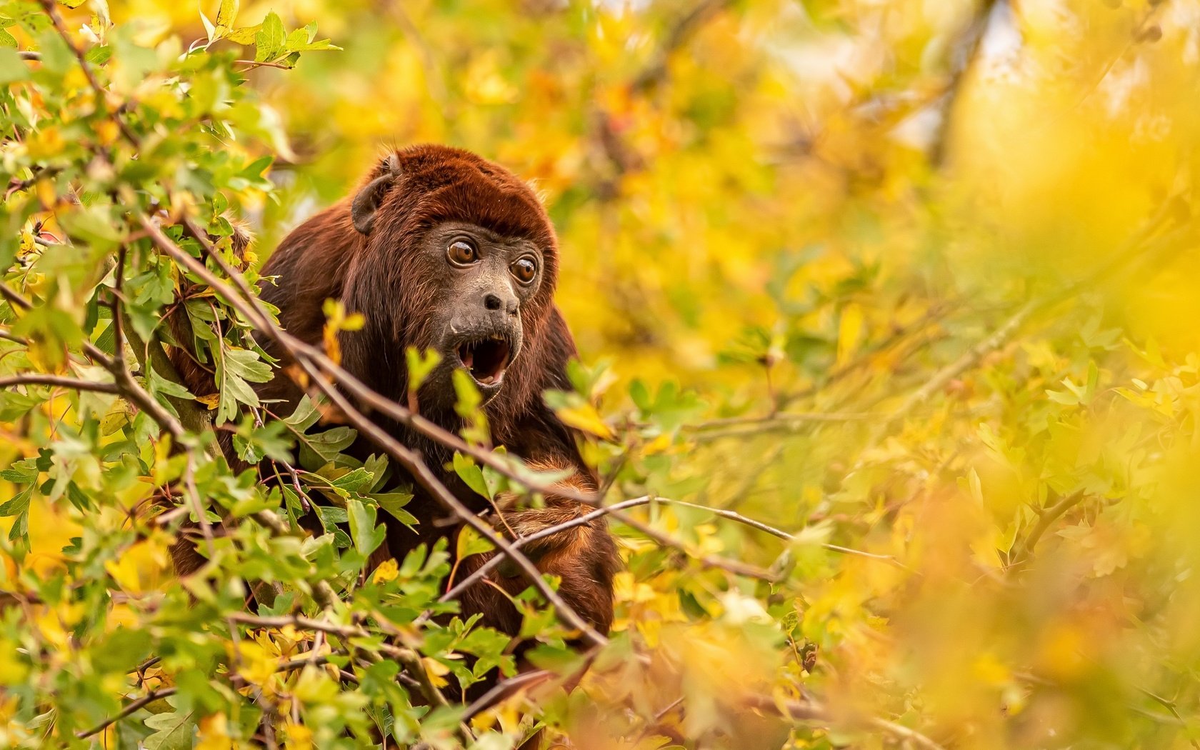 Обои природа, фон, обезьяна, nature, background, monkey разрешение 3840x2160 Загрузить