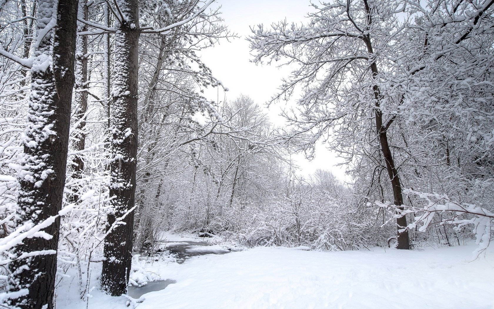 Обои природа, лес, зима, nature, forest, winter разрешение 3840x2160 Загрузить