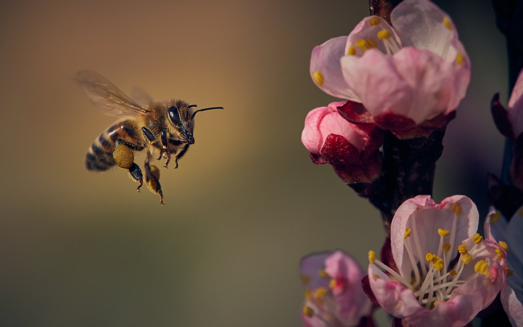 Обои цветы, природа, цветение, насекомое, лепестки, крылья, весна, пчела, flowers, nature, flowering, insect, petals, wings, spring, bee разрешение 2048x1365 Загрузить