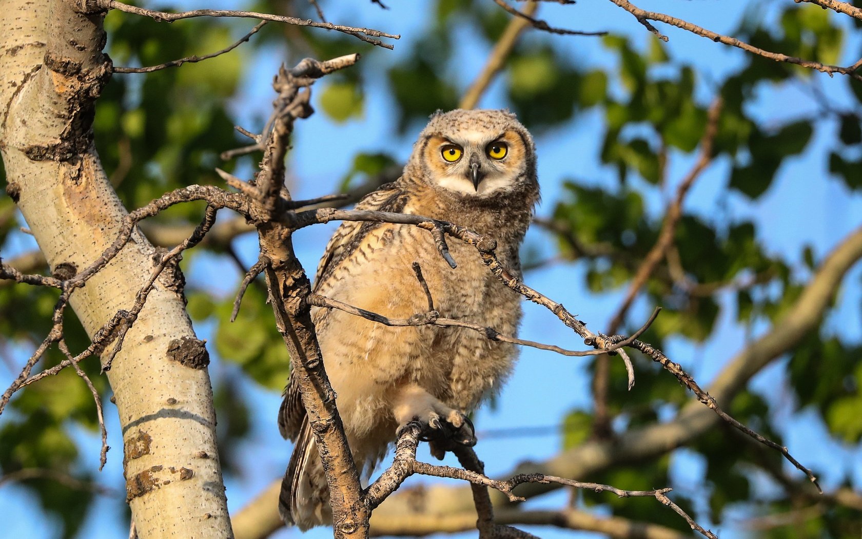 Обои сова, дерево, ветки, листва, взгляд, птица, боке, owl, tree, branches, foliage, look, bird, bokeh разрешение 3072x2048 Загрузить