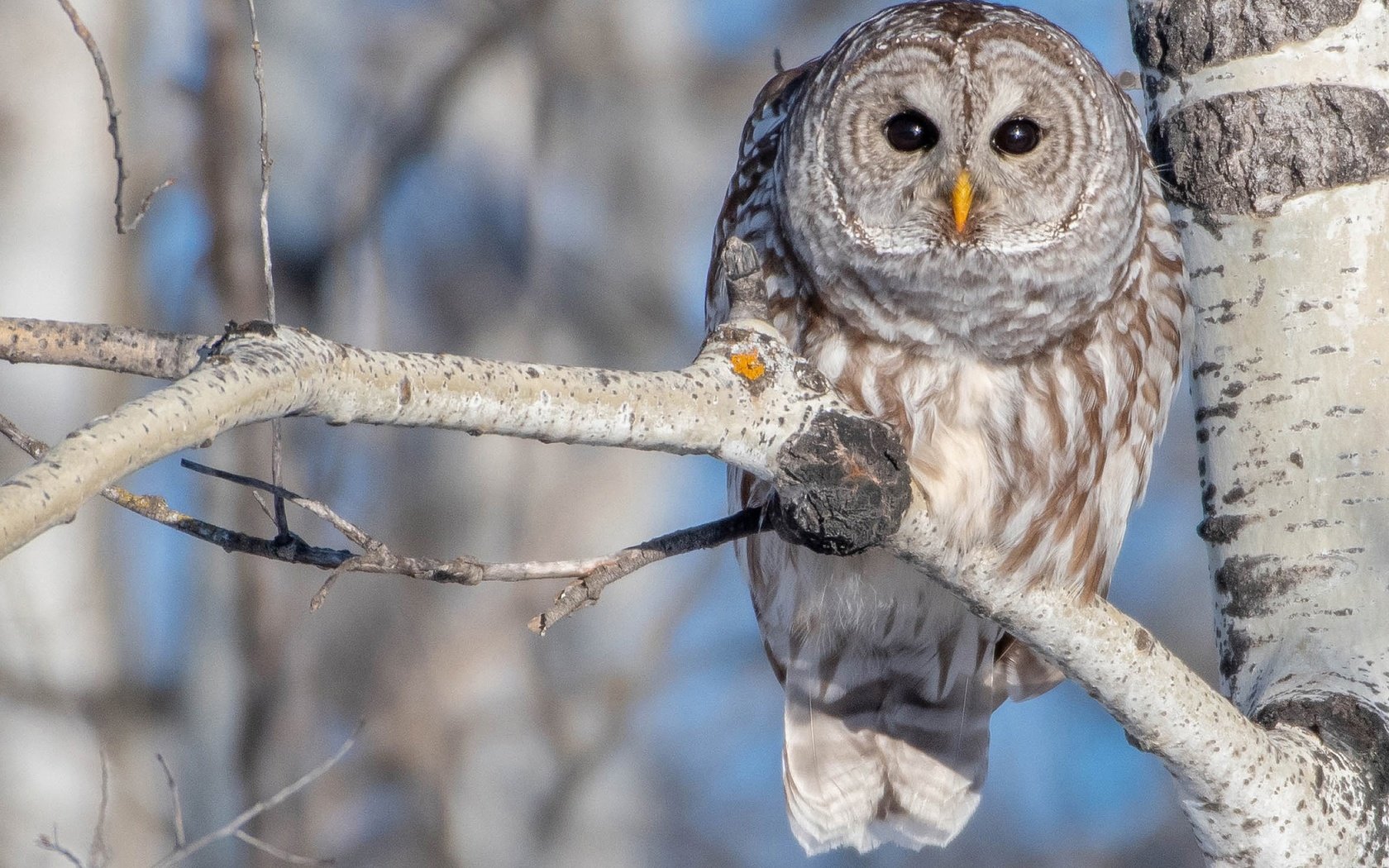 Обои сова, ветка, дерево, птица, береза, боке, пестрая неясыть, owl, branch, tree, bird, birch, bokeh, a barred owl разрешение 2048x1366 Загрузить