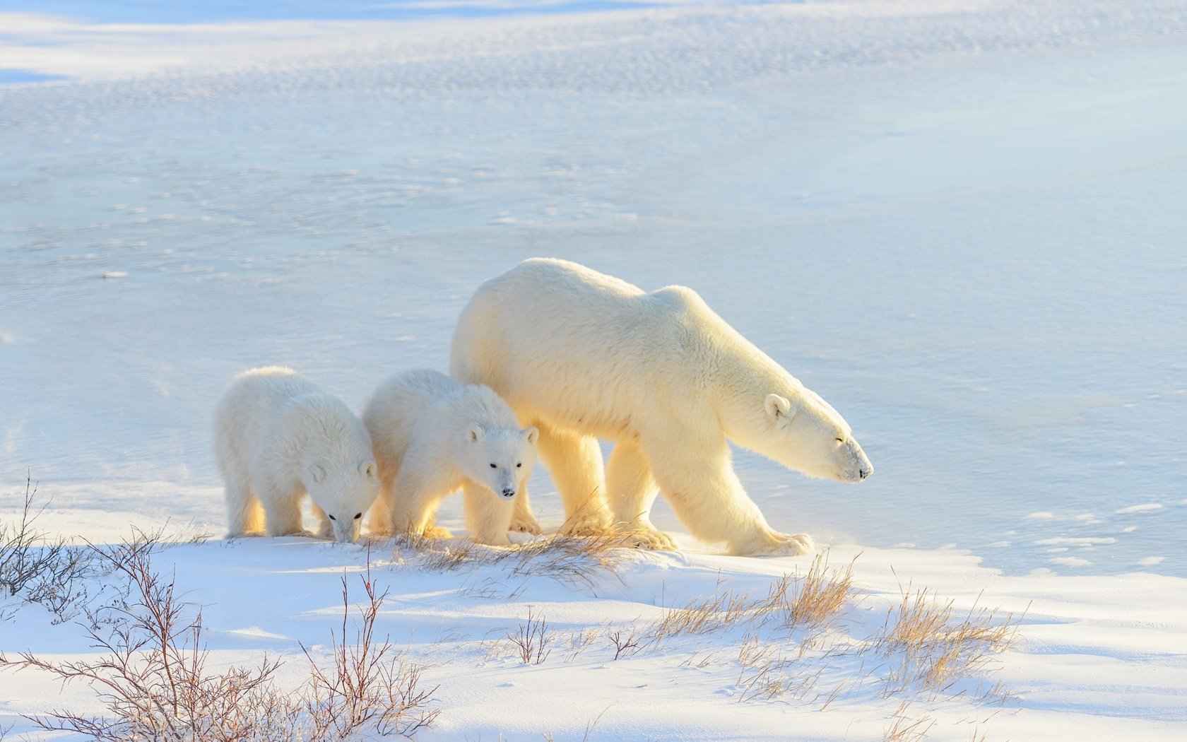 Обои белый медведь, свет, медвежонок, снег, зима, медведь, прогулка, малыши, тени, медведи, polar bear, light, snow, winter, bear, walk, kids, shadows, bears разрешение 2000x1335 Загрузить