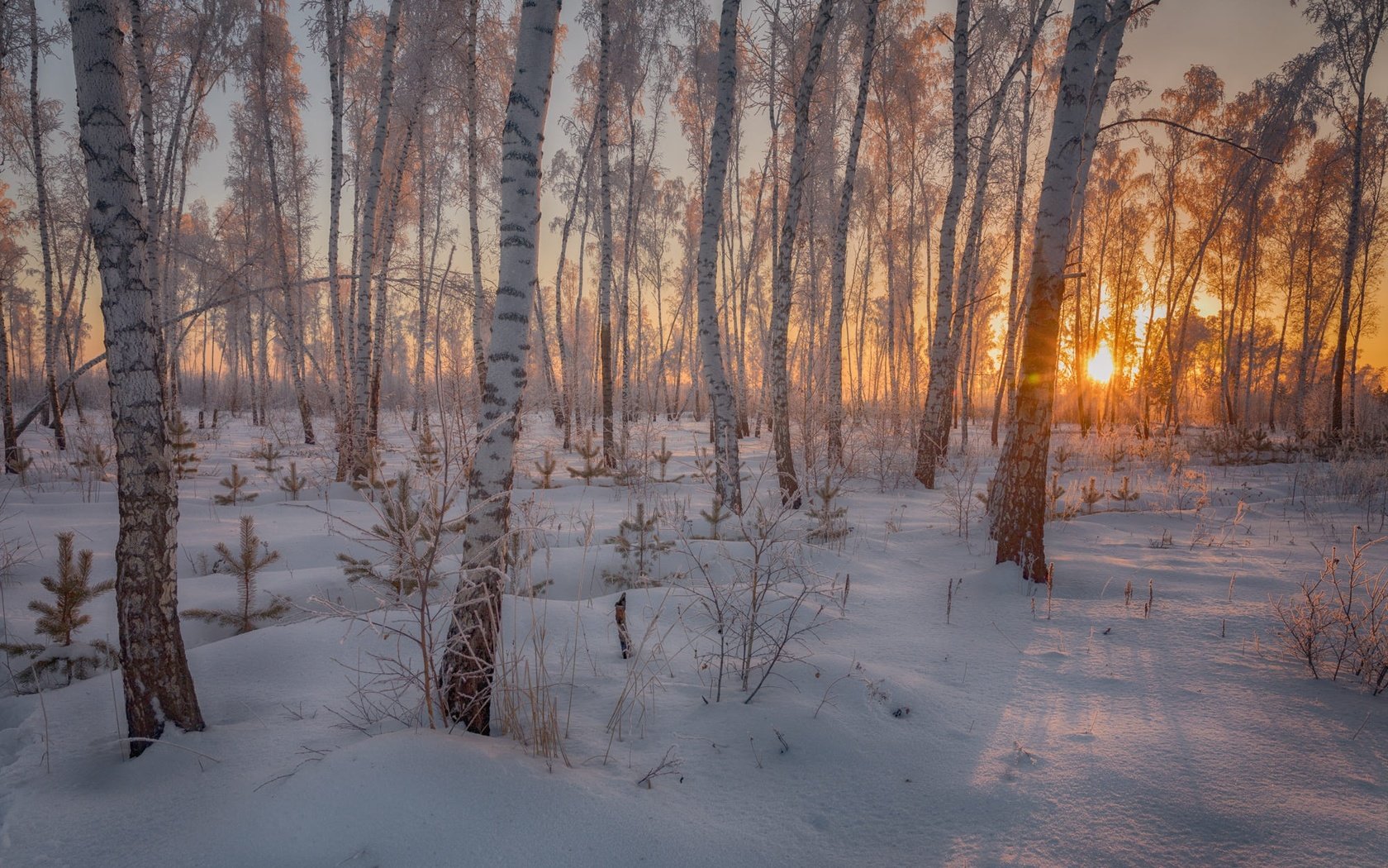 Обои свет, пейзаж, вечер, стволы, солнце, снег, природа, лес, закат, зима, light, landscape, the evening, trunks, the sun, snow, nature, forest, sunset, winter разрешение 2000x1333 Загрузить