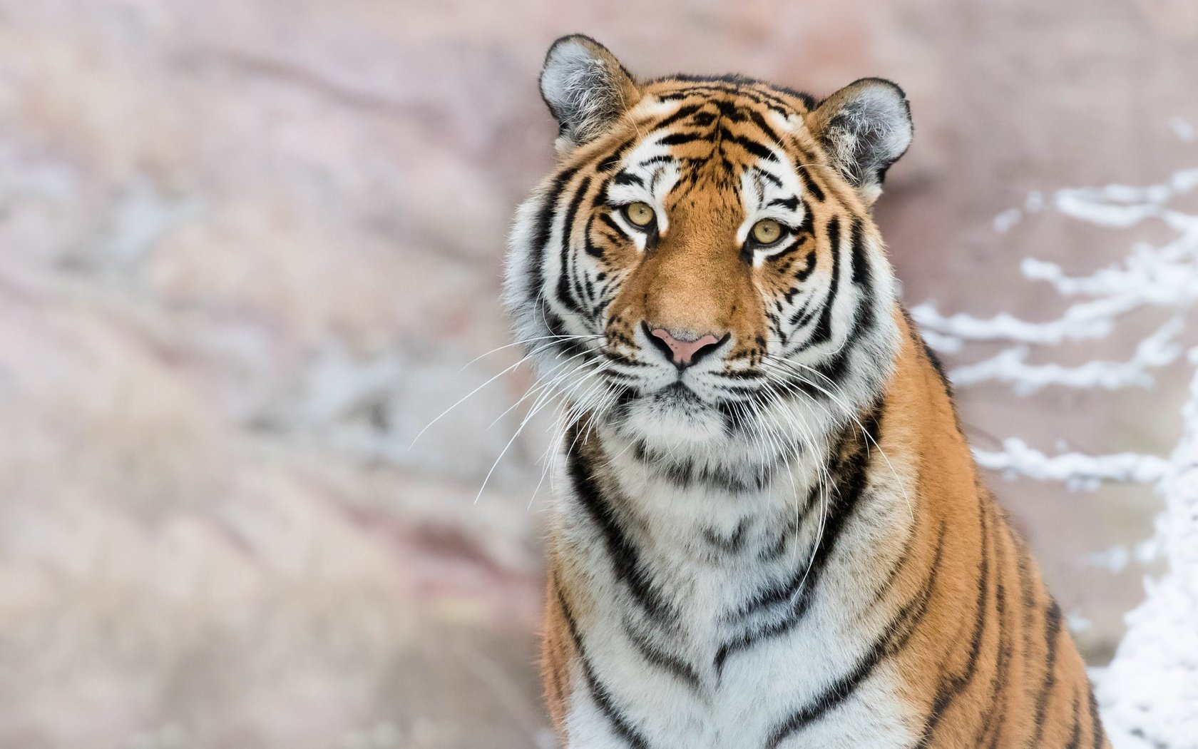 Обои тигр, морда, снег, фон, портрет, ветки, взгляд, боке, tiger, face, snow, background, portrait, branches, look, bokeh разрешение 2372x1334 Загрузить