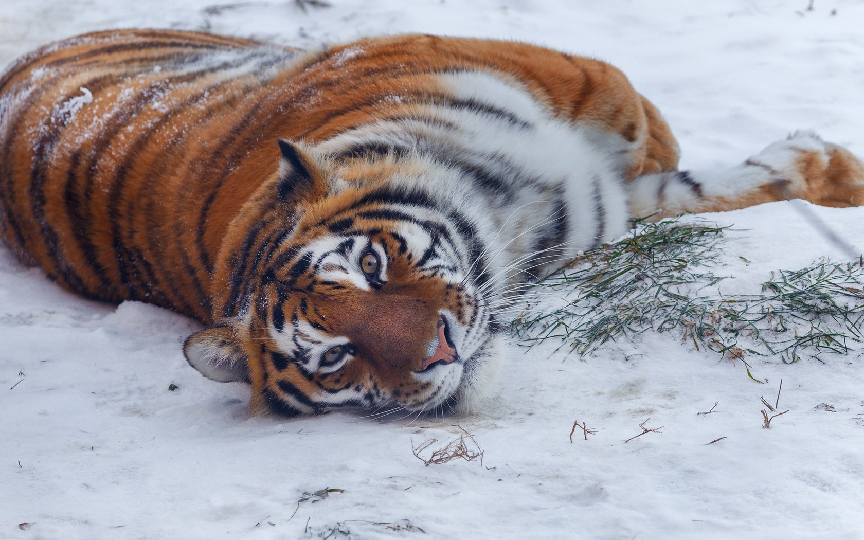 Обои тигр, снег, природа, зима, поза, взгляд, хищник, животное, tiger, snow, nature, winter, pose, look, predator, animal разрешение 2150x1661 Загрузить