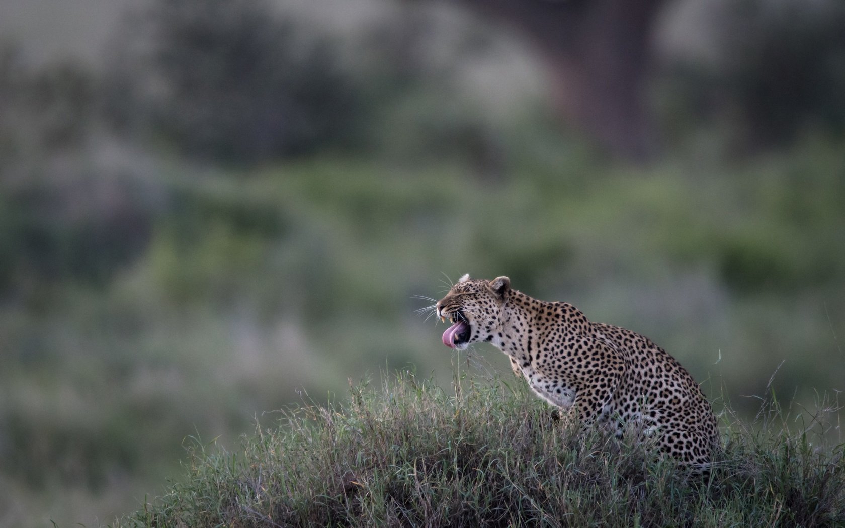 Обои трава, леопард, дикая кошка, боке, grass, leopard, wild cat, bokeh разрешение 4683x3059 Загрузить