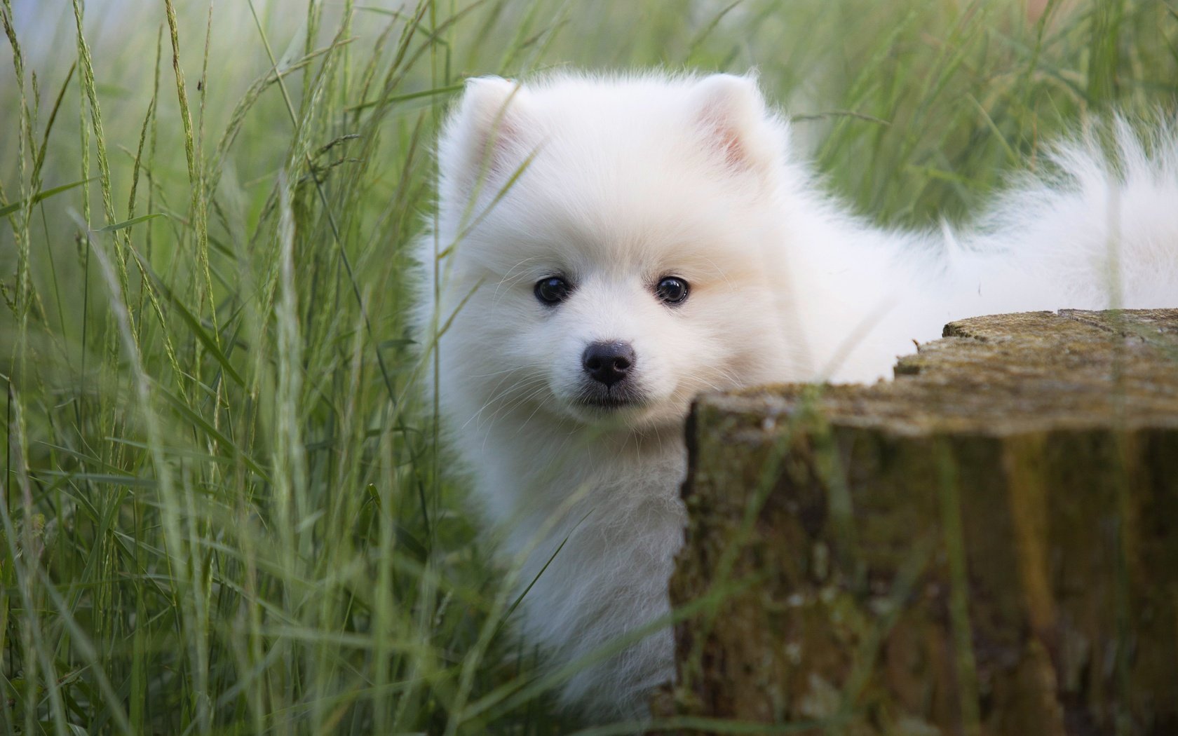 Обои трава, портрет, собака, щенок, мордашка, малыш, пень, шпиц, grass, portrait, dog, puppy, face, baby, stump, spitz разрешение 3744x2714 Загрузить