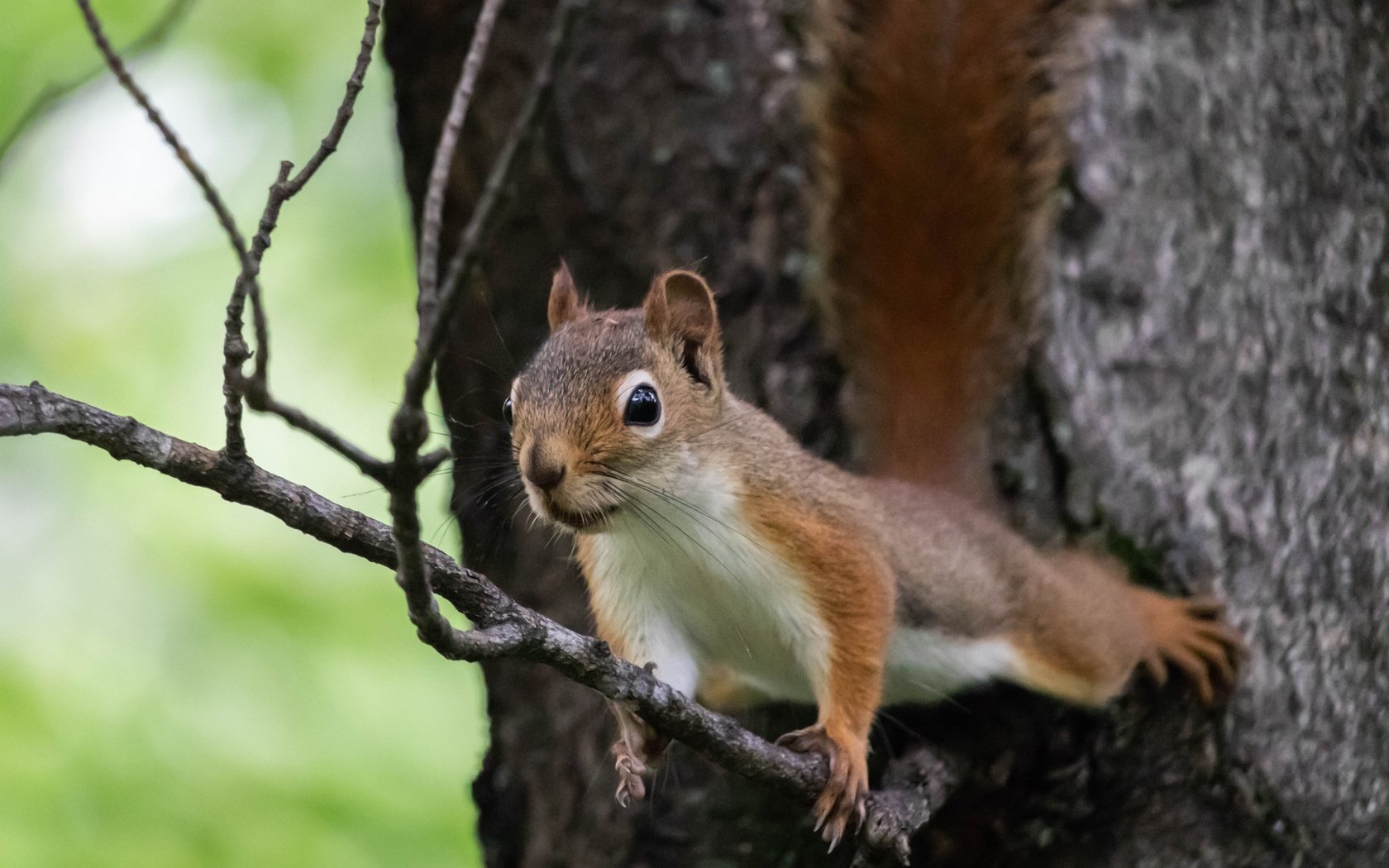 Обои ветка, природа, дерево, поза, животное, белка, зверек, грызун, branch, nature, tree, pose, animal, protein, rodent разрешение 2700x1800 Загрузить