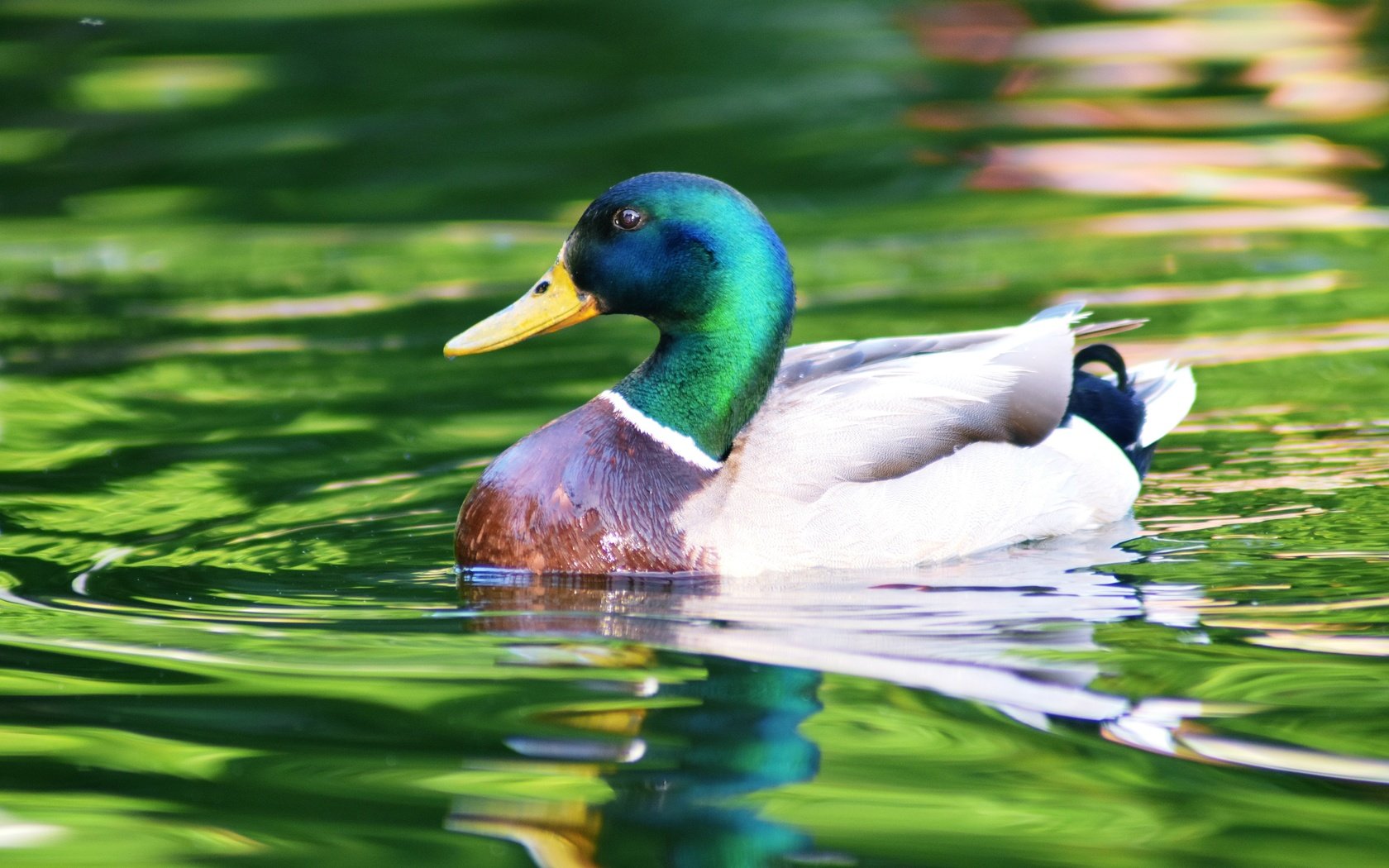 Обои вода, отражение, водоем, птица, плавание, утка, селезень, кряква, water, reflection, pond, bird, swimming, duck, drake, mallard разрешение 3840x2560 Загрузить