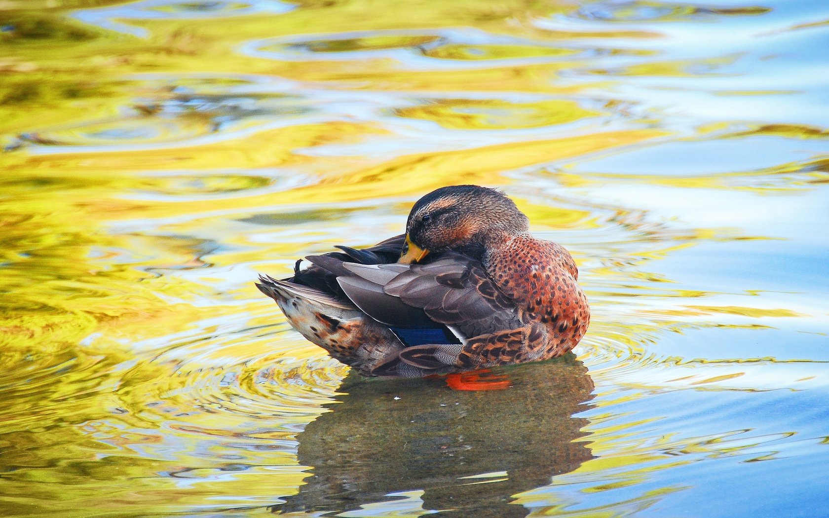 Обои вода, водоем, птица, утка, water, pond, bird, duck разрешение 2560x1714 Загрузить