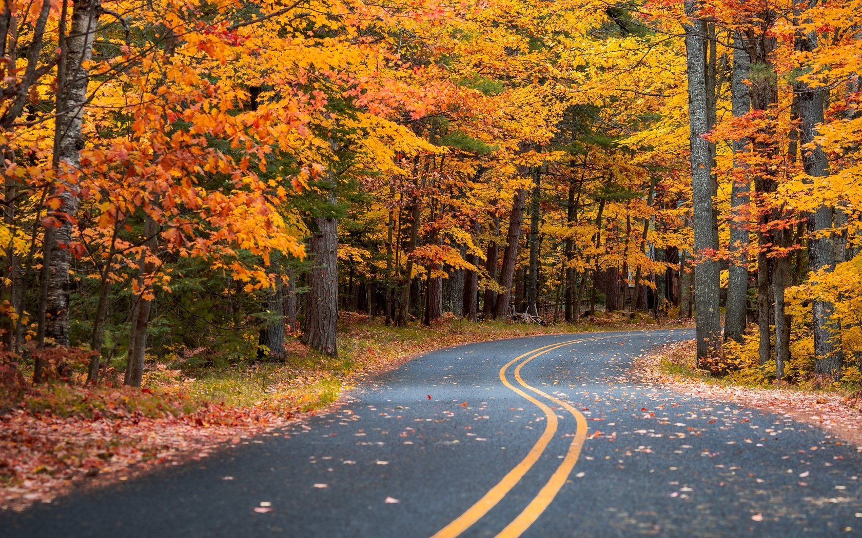 Обои дорога, лес, листья, пейзаж, осень, road, forest, leaves, landscape, autumn разрешение 3840x2716 Загрузить