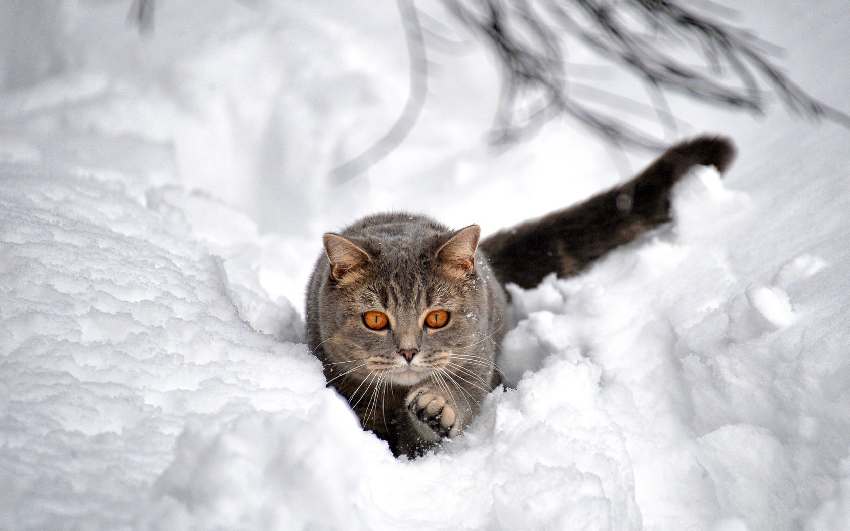 Обои снег, зима, кот, кошка, взгляд, сугроб, боке, snow, winter, cat, look, the snow, bokeh разрешение 2048x1364 Загрузить