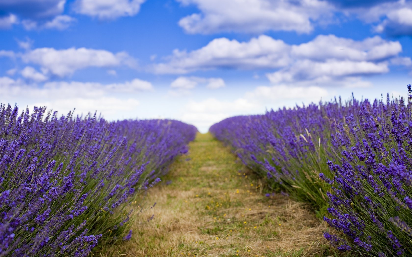 Обои лаванда, lavender разрешение 5616x3744 Загрузить