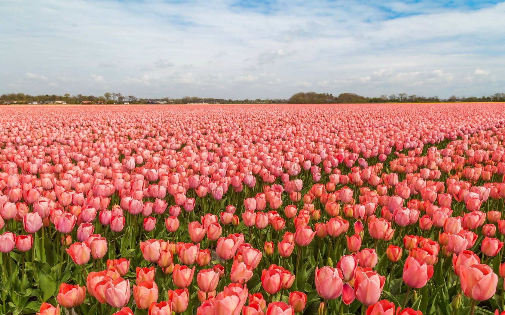 Обои тюльпаны, голландия, tulips, holland разрешение 5334x3000 Загрузить