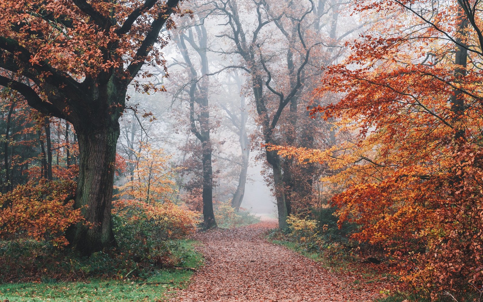 Обои дорога, деревья, природа, лес, туман, осень, road, trees, nature, forest, fog, autumn разрешение 7952x5304 Загрузить