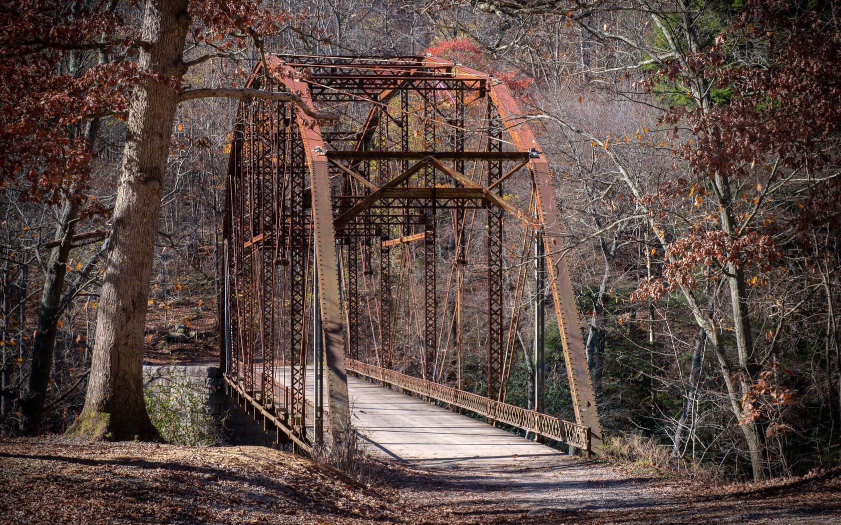 Обои природа, лес, мост, nature, forest, bridge разрешение 2560x1440 Загрузить