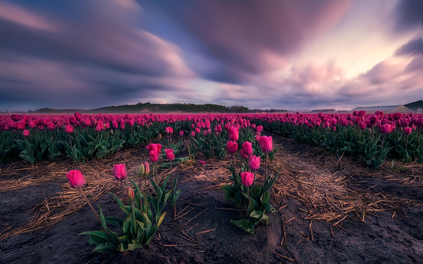 Обои цветы, поле, тюльпаны, flowers, field, tulips разрешение 5052x3368 Загрузить