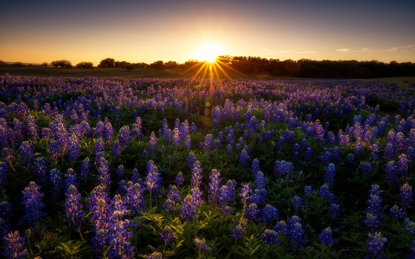 Обои цветы, закат, поле, лето, луг, сиреневые, люпины, flowers, sunset, field, summer, meadow, lilac, lupins разрешение 2048x1365 Загрузить