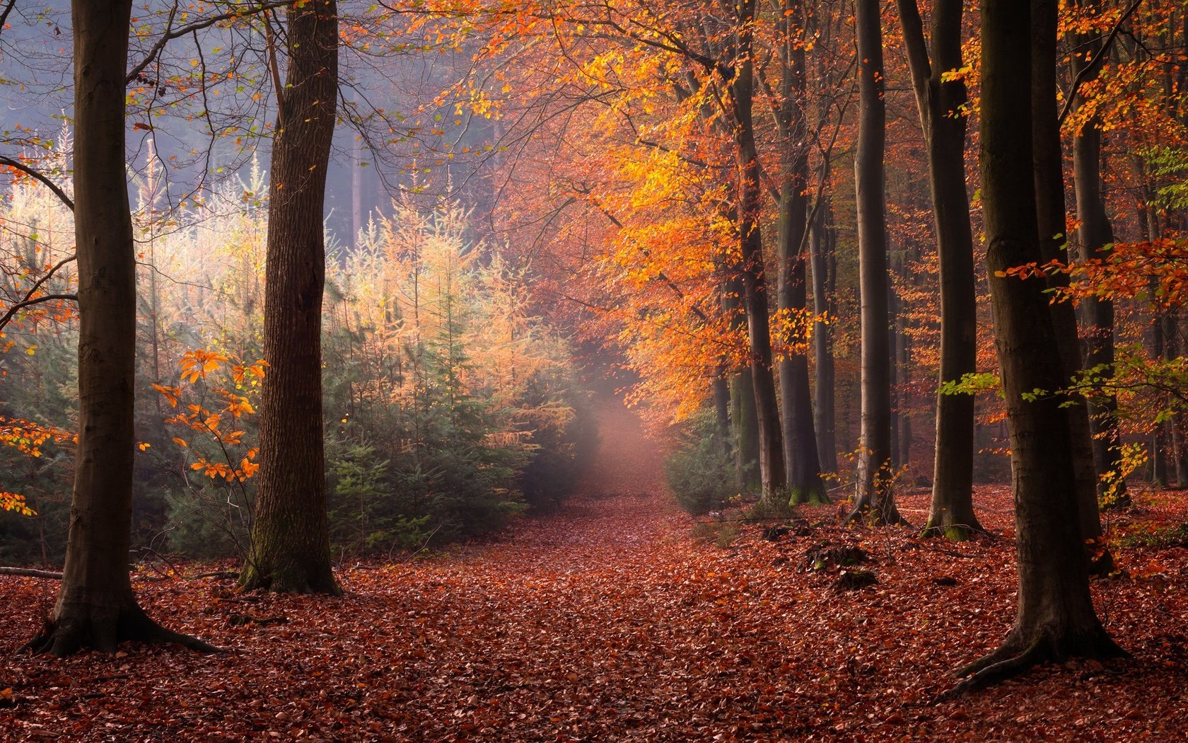 Обои деревья, лес, осень, нидерланды, опавшие листья, trees, forest, autumn, netherlands, fallen leaves разрешение 2048x1365 Загрузить