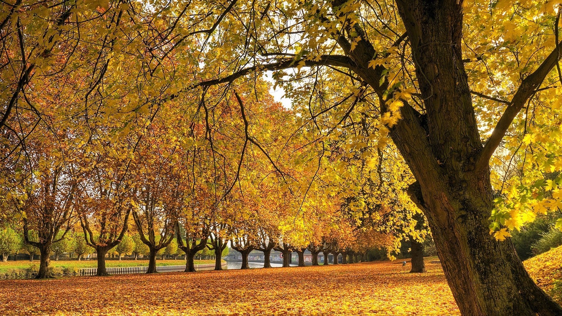 Обои трава, река, дерево, листья, осень, grass, river, tree, leaves, autumn разрешение 1920x1200 Загрузить