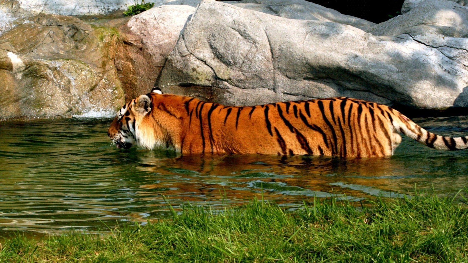 Скачать обои тигр водоем купание Tiger Pond разрешение 1920x1080 2022