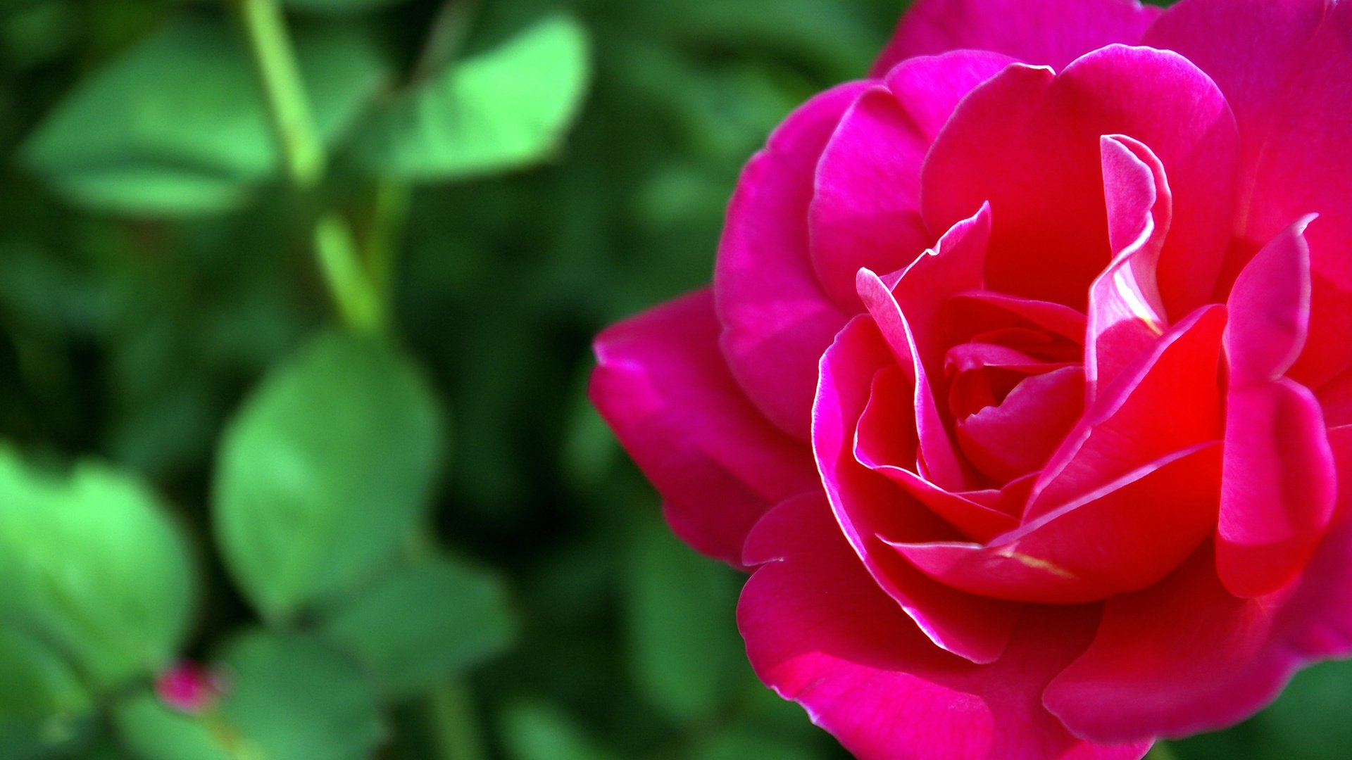 Обои природа, роза, красный, цветок макро, nature, rose, red, flower macro разрешение 2560x1600 Загрузить