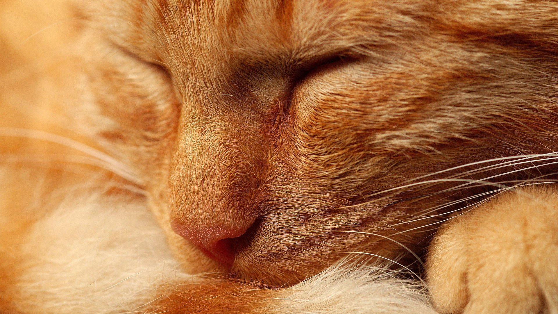Обои кот, мордочка, кошка, сон, рыжий, нос, спящий, лапка, cat, muzzle, sleep, red, nose, foot разрешение 2560x1600 Загрузить