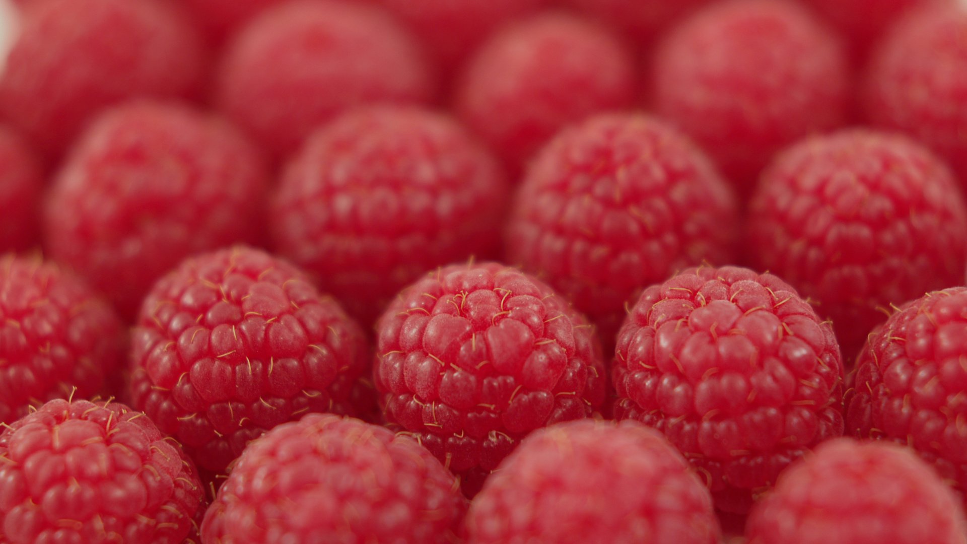 Обои малина, ягода, ряды, raspberry, berry, the ranks разрешение 3008x2000 Загрузить