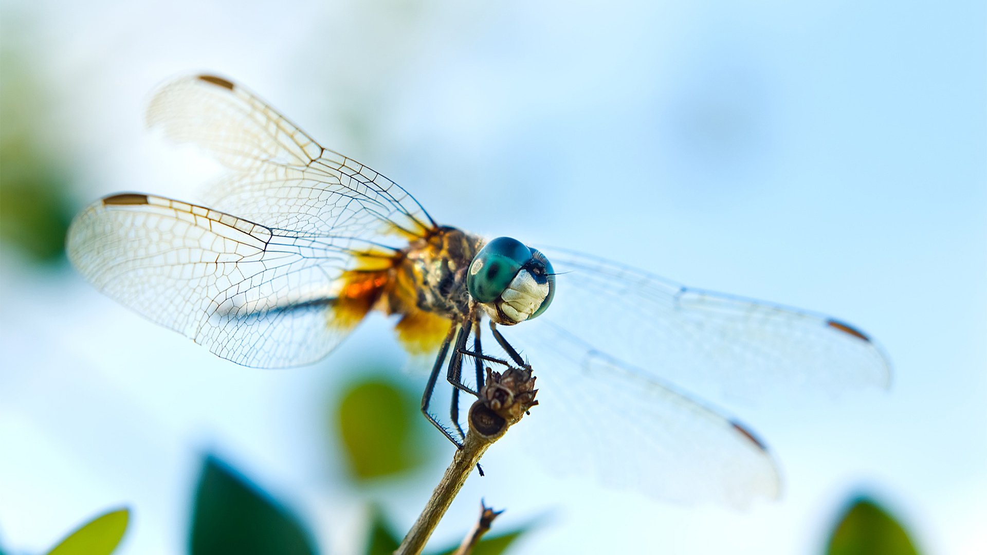 Обои глаза, насекомое, крылья, стрекоза, веточка, eyes, insect, wings, dragonfly, sprig разрешение 2560x1600 Загрузить