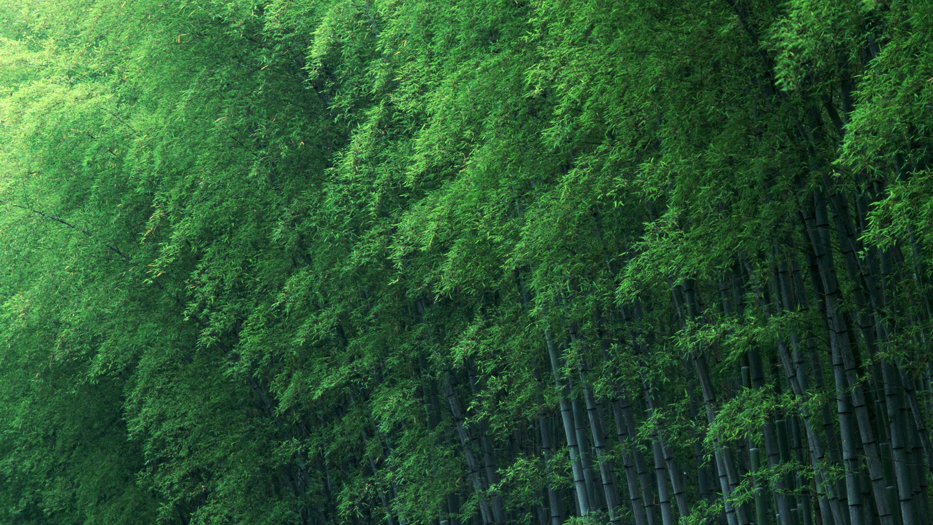 Обои деревья, зелёный, бамбук, trees, green, bamboo разрешение 1920x1200 Загрузить