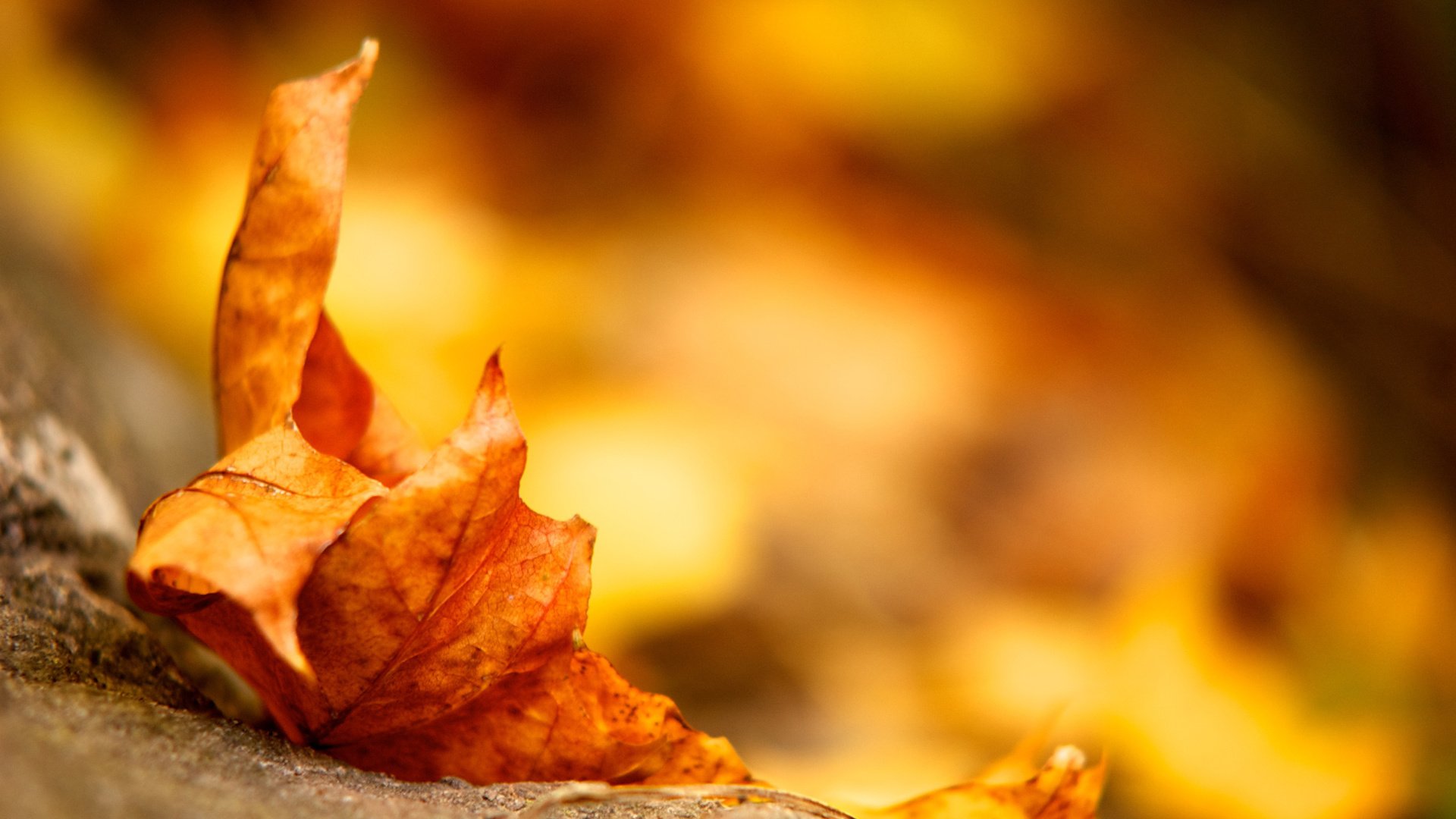 Обои земля, желтый, листок, осень, лист, earth, yellow, leaf, autumn, sheet разрешение 2560x1600 Загрузить