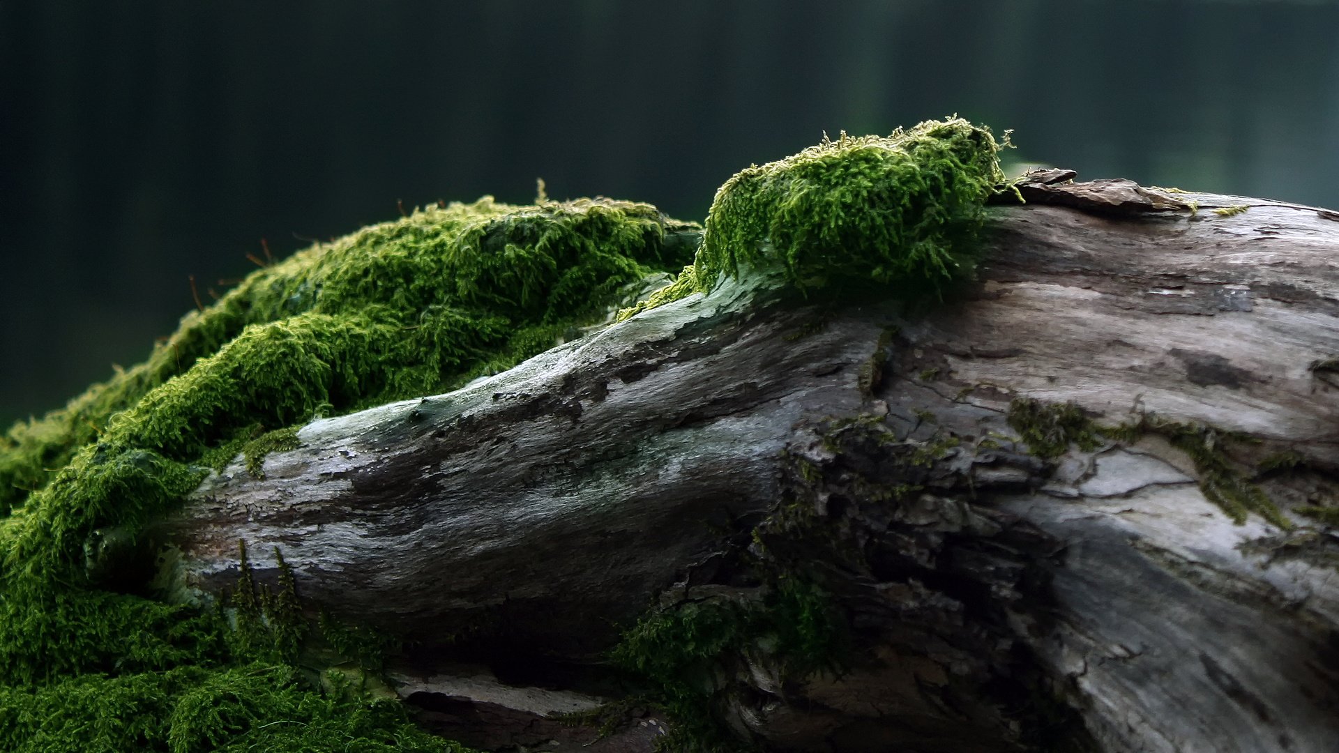 Обои дерево, мох, tree, moss разрешение 2560x1600 Загрузить