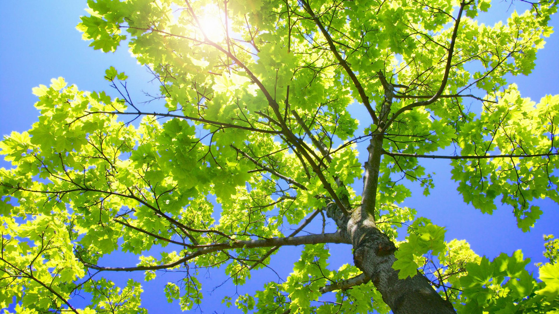 Обои небо, природа, ветки, листва, ствол, зелёное дерево, the sky, nature, branches, foliage, trunk, green tree разрешение 1999x1333 Загрузить