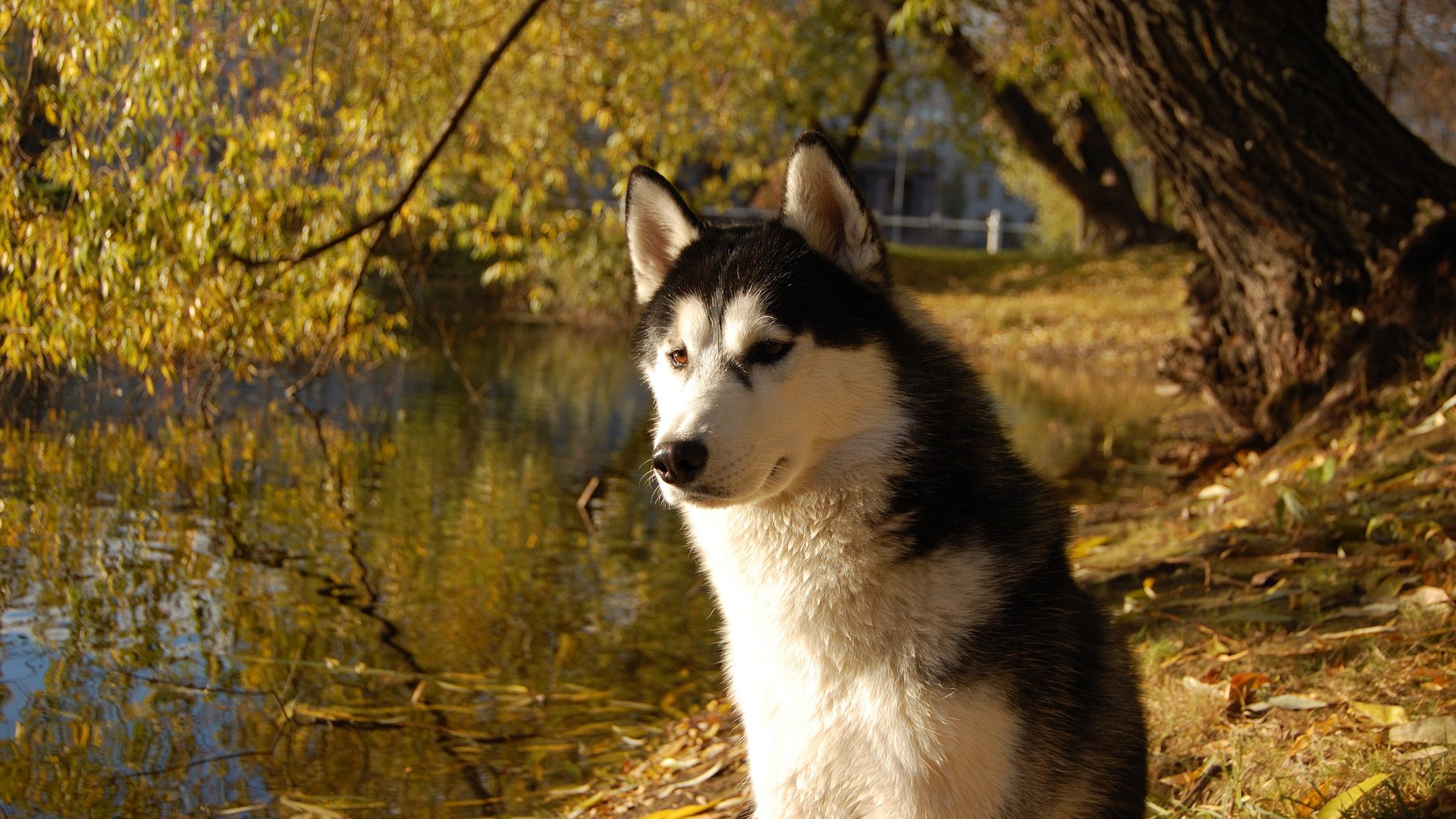 Обои собака, хаски, друг, сибирский хаски, dog, husky, each, siberian husky разрешение 3008x2000 Загрузить