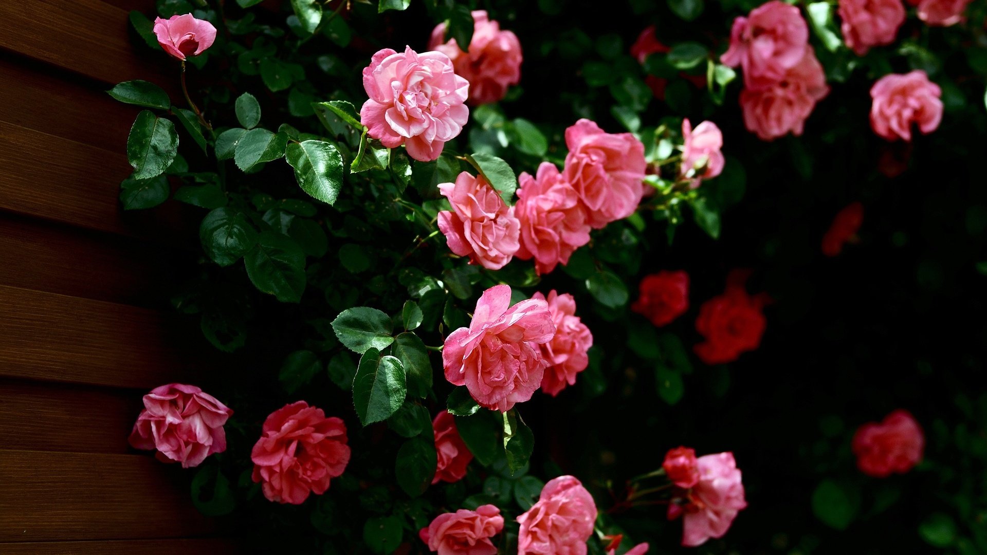 Обои цветы, бутоны, листья, розы, лепестки, стена, розовые, куст, flowers, buds, leaves, roses, petals, wall, pink, bush разрешение 2560x1600 Загрузить