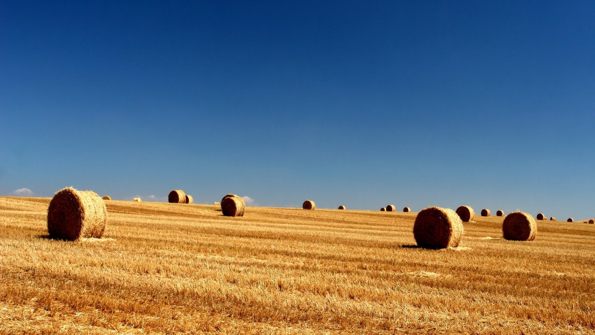 Обои небо, поле, тюки, longhorn, the sky, field, bales разрешение 1920x1440 Загрузить