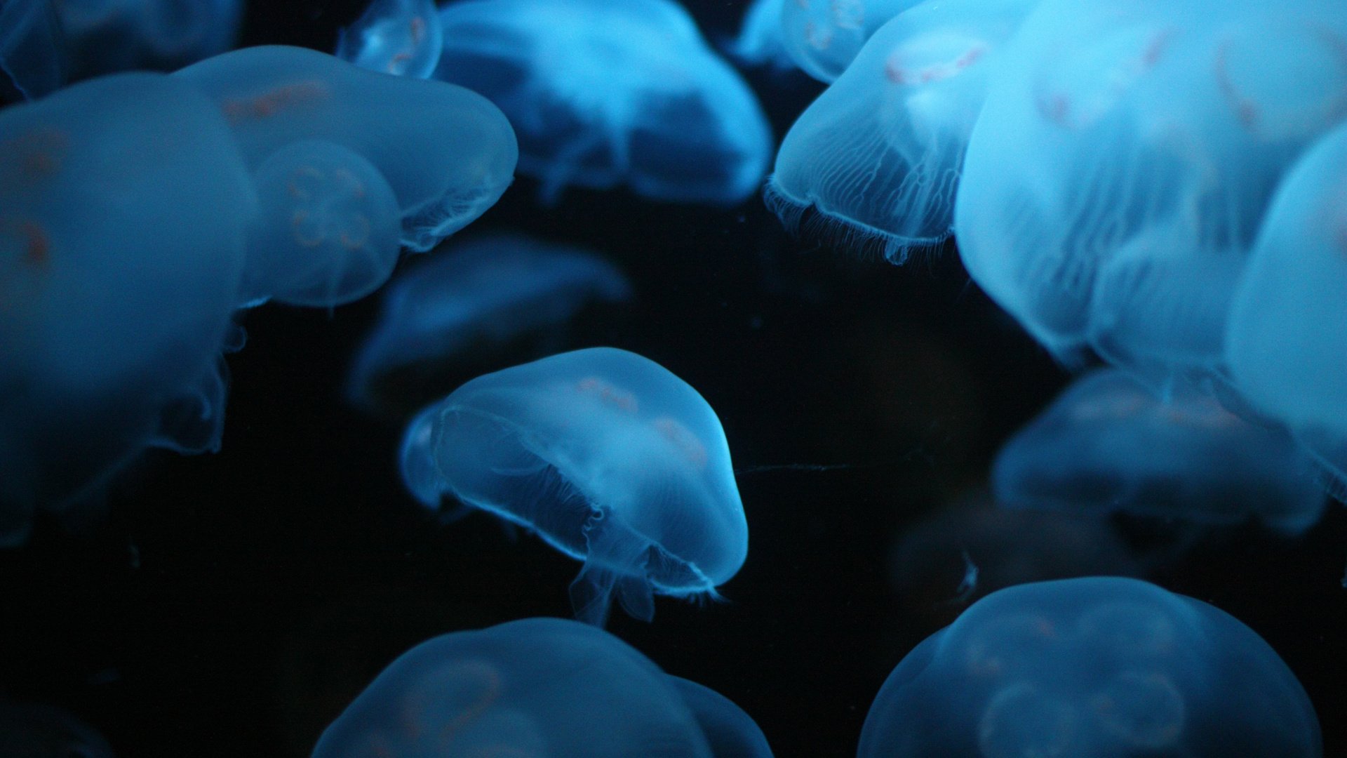 Обои море, много, глубина, медуз, люминесцент, sea, a lot, depth, jellyfish, luminescent разрешение 1920x1200 Загрузить