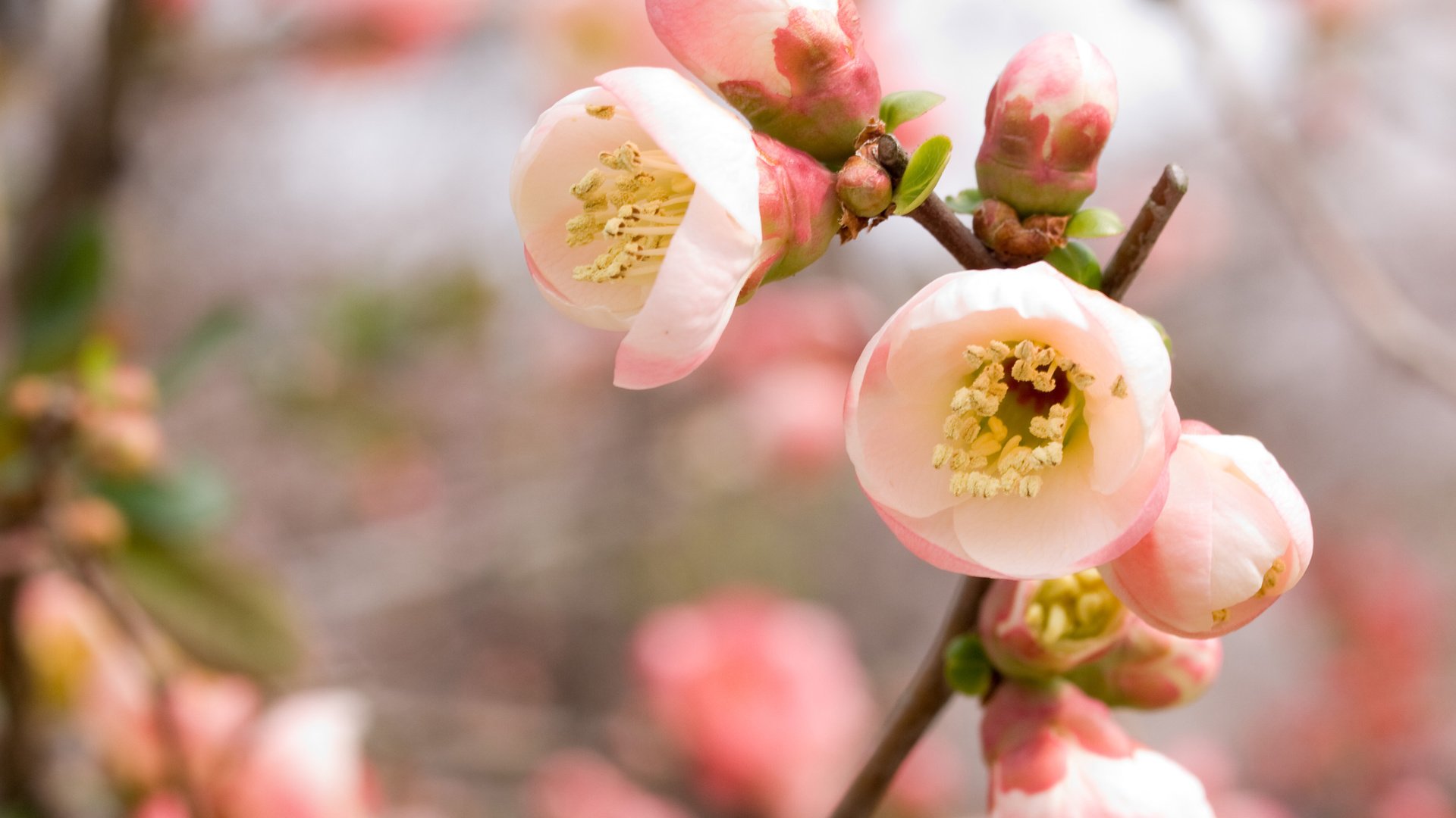 Обои ветка, цветение, весна, розовый, вишня, сакура, branch, flowering, spring, pink, cherry, sakura разрешение 3648x2736 Загрузить