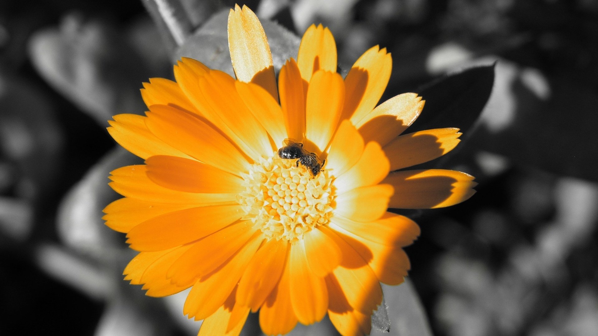 Обои цвет, оранжевый, пчела, color, orange, bee разрешение 2560x1600 Загрузить