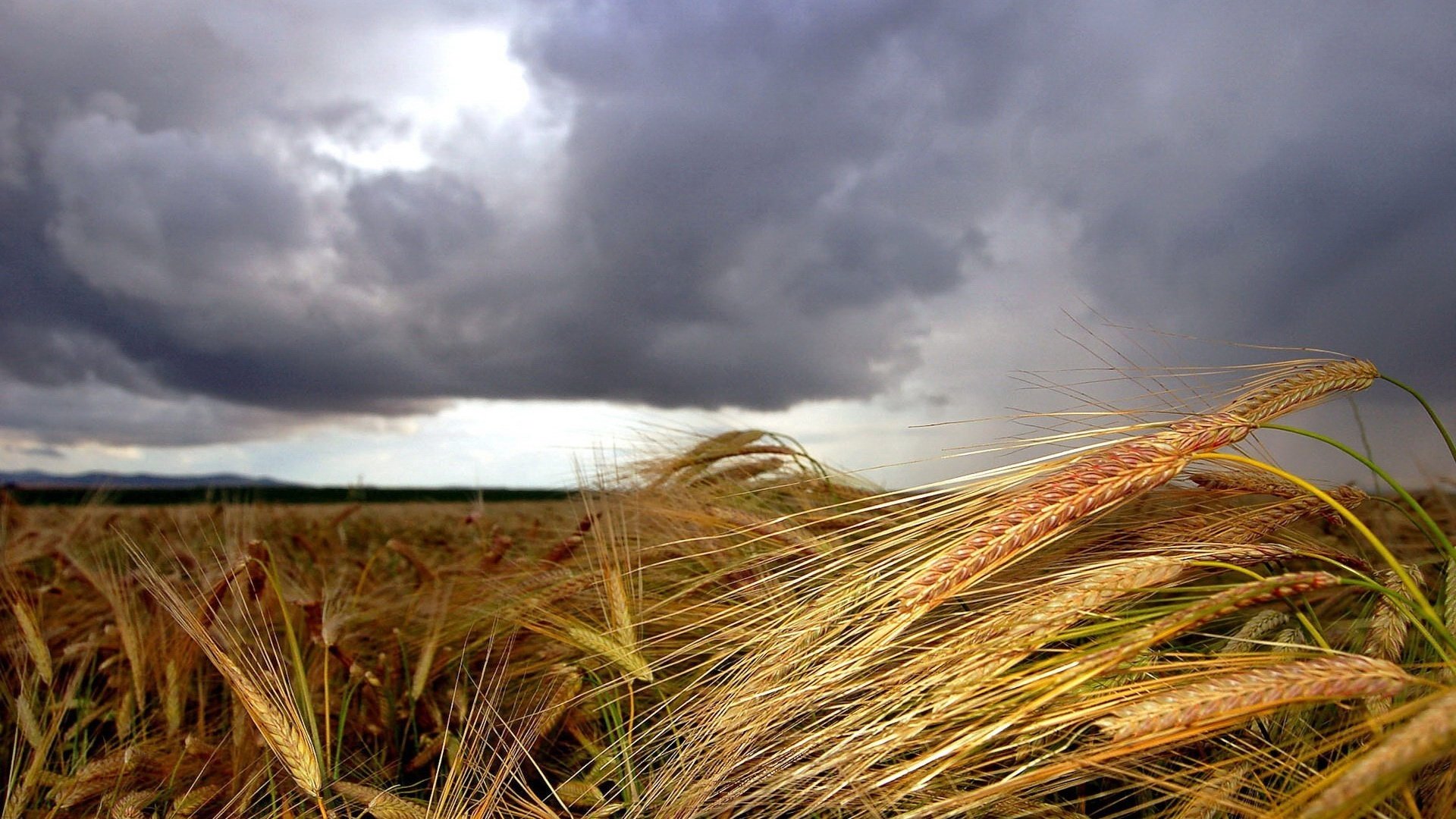 Обои облака, поле, колосья, clouds, field, ears разрешение 1920x1200 Загрузить