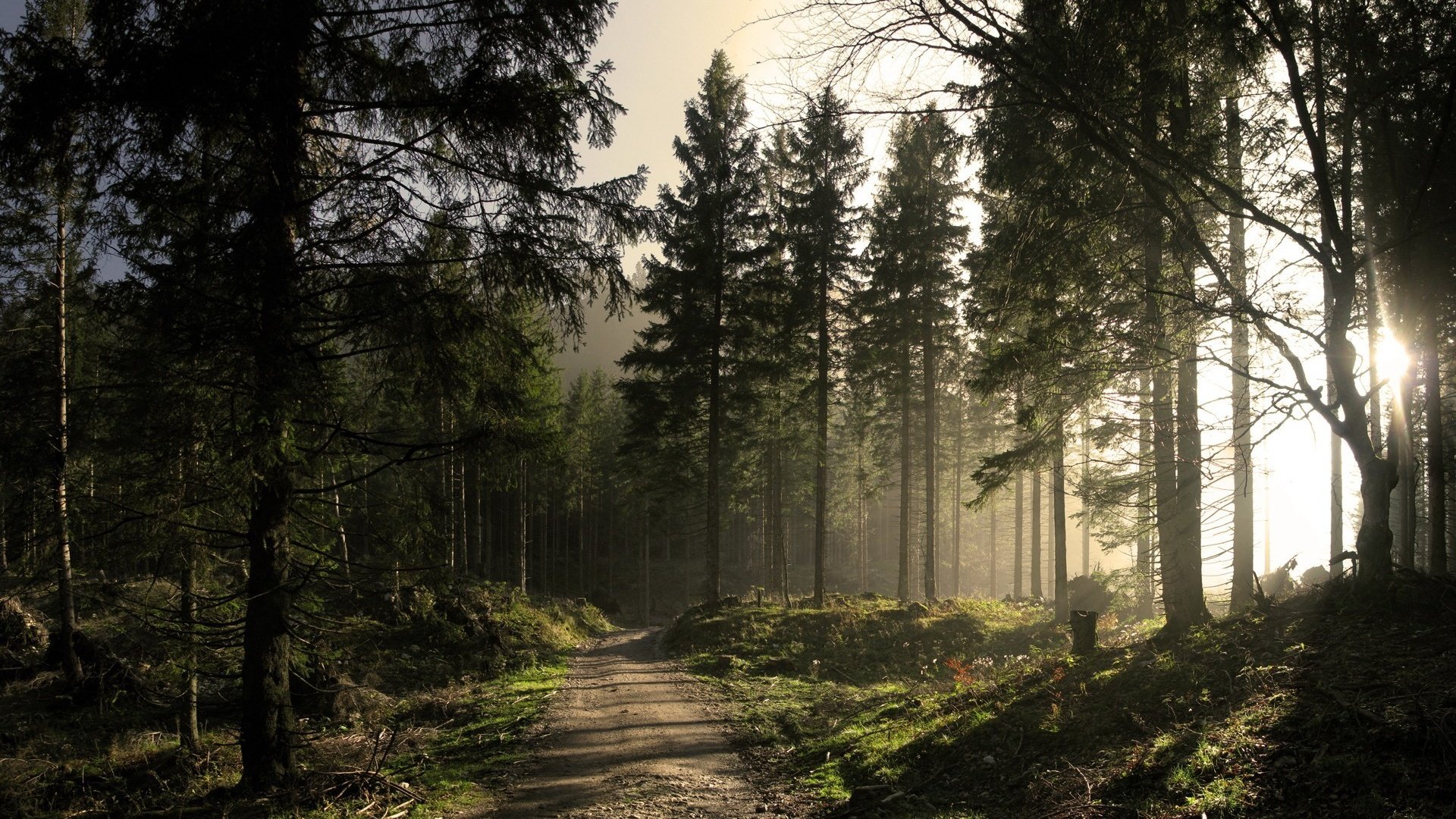 Обои дорога, солнце, лес, road, the sun, forest разрешение 1920x1200 Загрузить