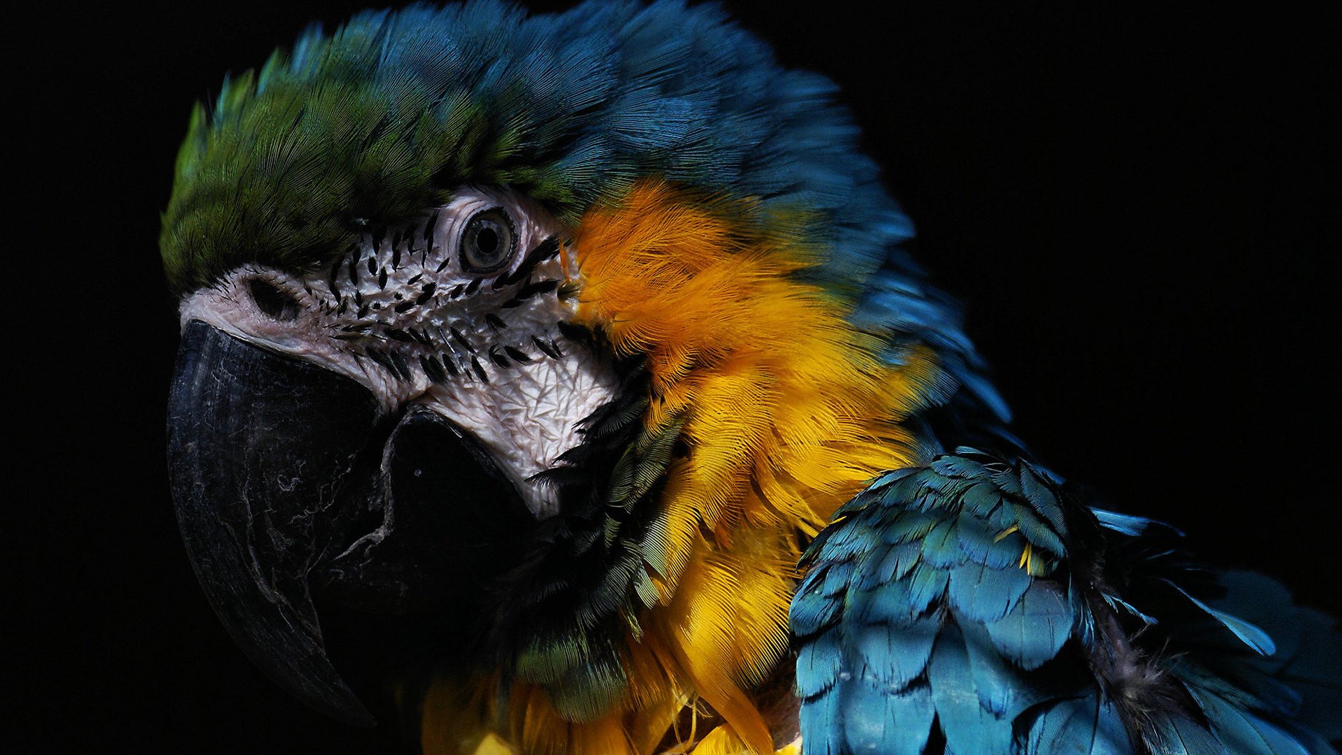 Обои попугай, the beautiful, macaw, parrot разрешение 1920x1200 Загрузить