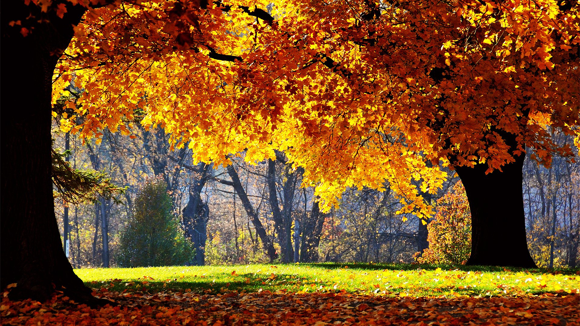 Скачать обои деревья, листопад, природа, парк, осень разрешение 1920x1080  #3750