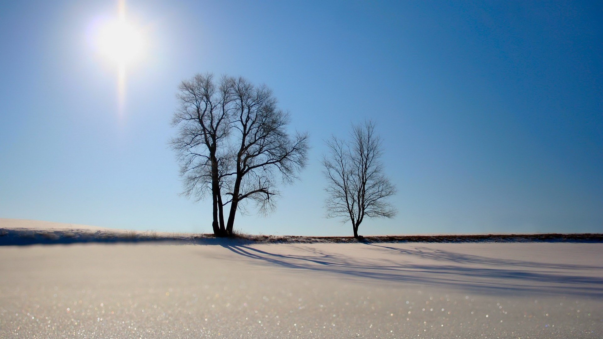 Обои деревья, солнце, песок, trees, the sun, sand разрешение 1920x1440 Загрузить