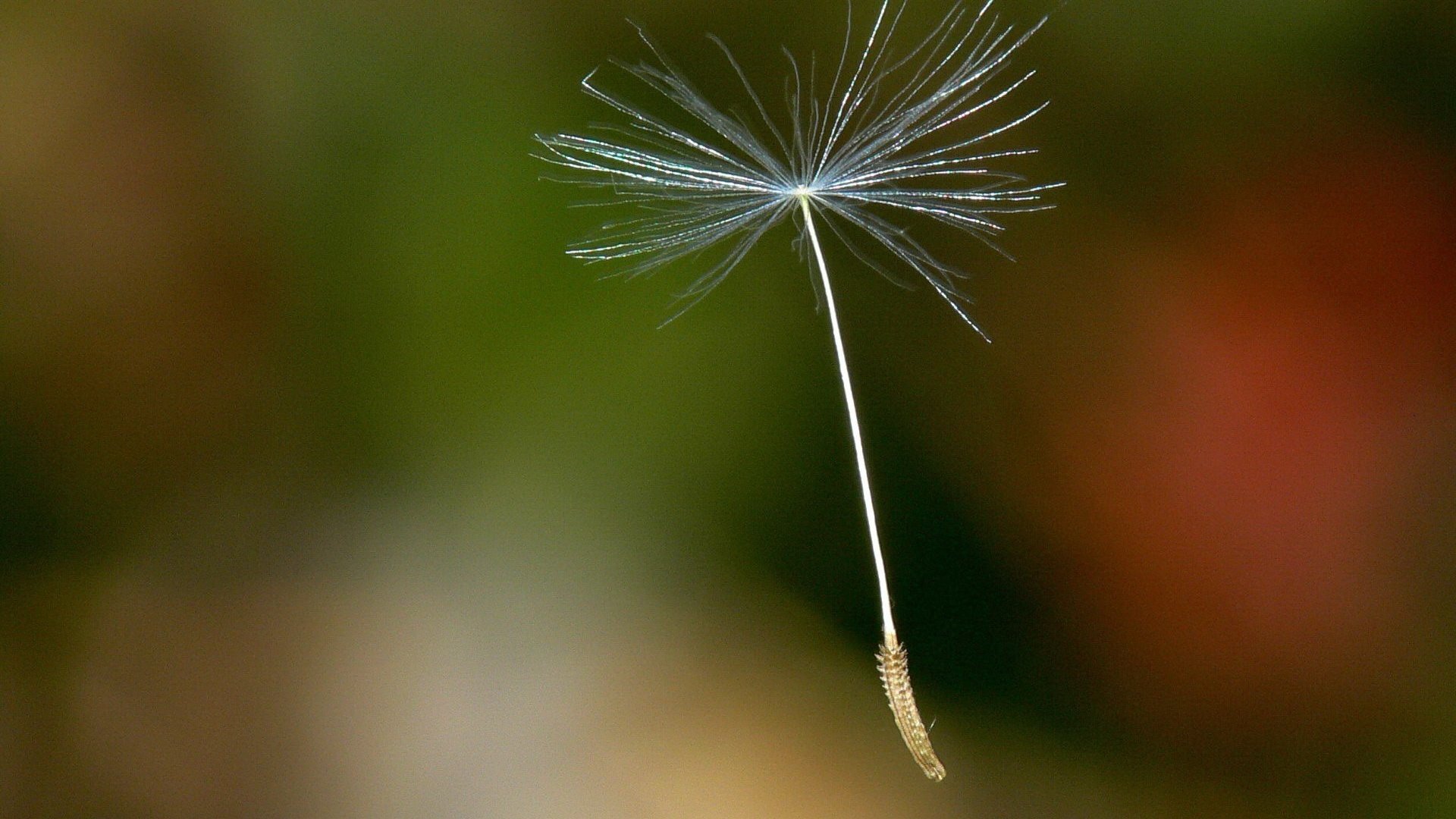 Обои одуванчик, семя, dandelion, seed разрешение 1920x1440 Загрузить