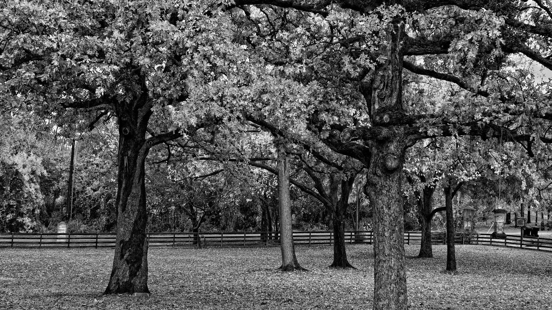 Обои деревья, парк, ветви, листва, забор, чёрно-белое, черно-белая, trees, park, branch, foliage, the fence, black and white разрешение 2560x1600 Загрузить